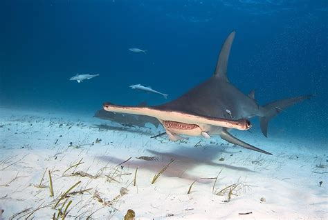 Hammerhead Shark Facts - Animals of the Ocean - WorldAtlas