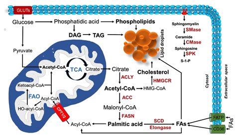 Cells | Free Full-Text | Reprogramming of Lipid Metabolism in Lung ...