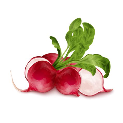 Fresh radish isolated 452999 Vector Art at Vecteezy