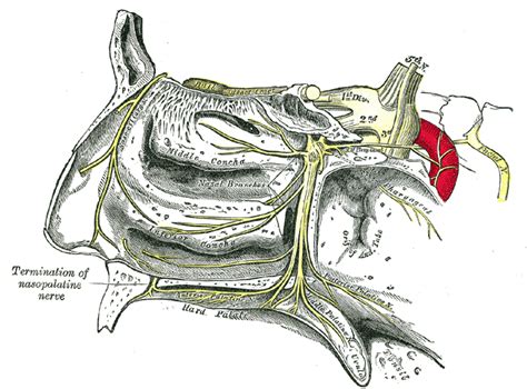 Pterygopalatine ganglion | Psychology Wiki | Fandom