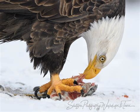 Eagle eatting a fish - Shetzers Photography