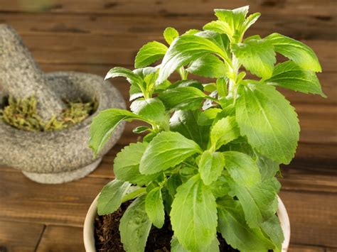 How the Stevia Plant Can Change Your Life: 10 Cool Facts