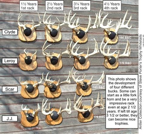 Whitetail antler growth in years. | Whitetail hunting, Deer hunting ...