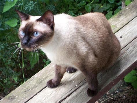 How to Choose Siamese Cat Names | Siamese Cats And Kittens