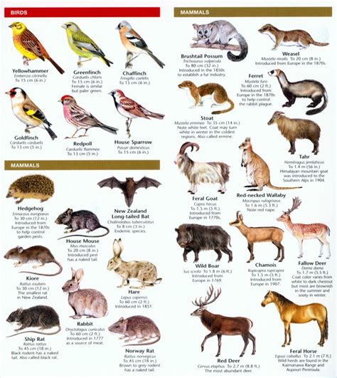 New Zealand Wildlife: A Folding Pocket Guide to Familiar Animals | NHBS ...