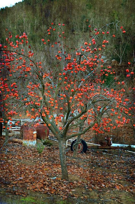 Planting Persimmon Trees Pruning