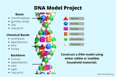 DNA Model Project - 3 Easy Methods