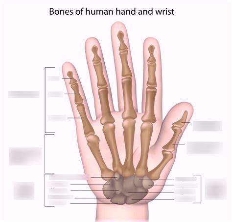 Hand Bones Diagram | Quizlet