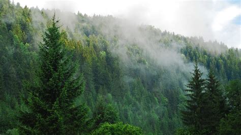 Green Pine Forest Background