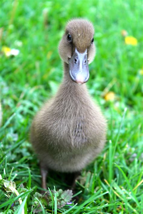 Squash Blossom Farm: Duck , Duck, Goose