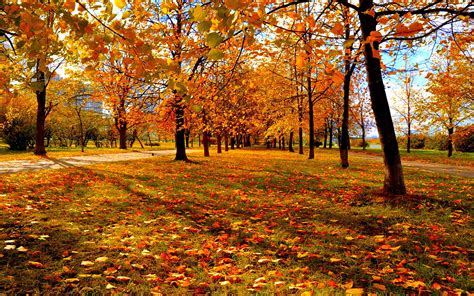 Autumn Park wallpaper | 1920x1200 | #29028