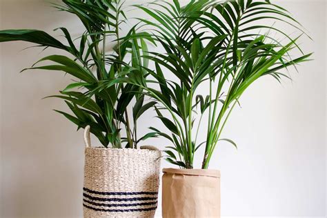 Bedroom Plants To Purify Air | www.resnooze.com