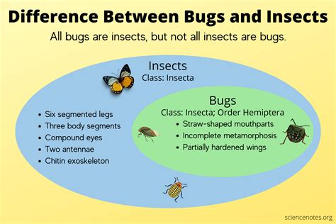 Types Of Bugs, Types Of Insects, Bugs And Insects, Kiss Bug, Learn ...