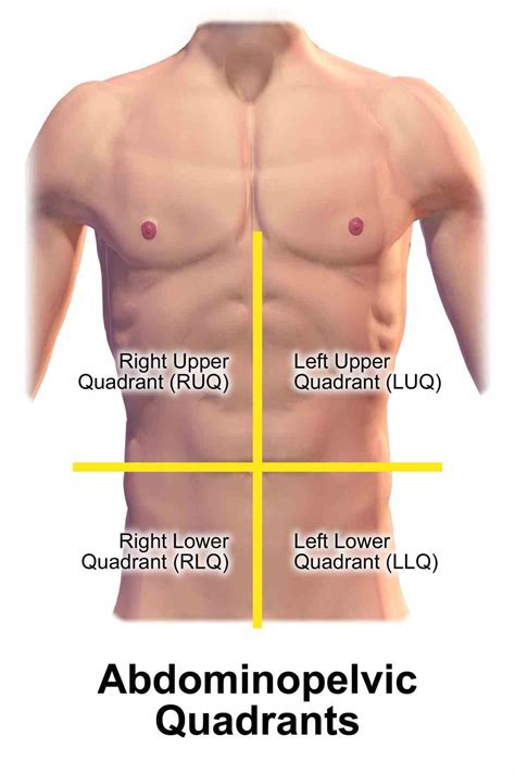 Picture Of Abdominal Quadrants | MedicineBTG.com