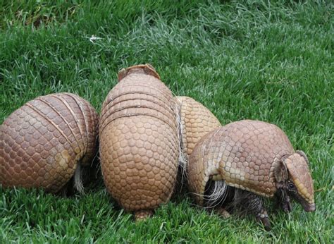 Armadillo | The Biggest Animals Kingdom