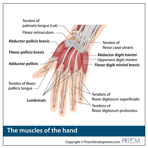 Anatomy Of The Hand Wrist: Bones, Muscles Ligaments, 59% OFF