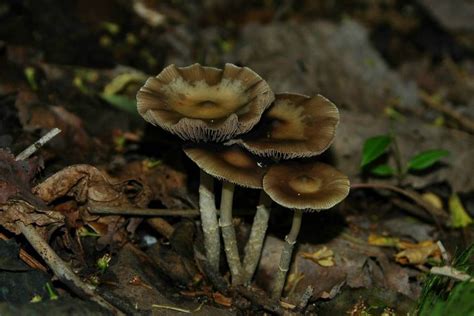 Shroomery - Psilocybe ovoideocystidiata