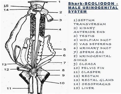 Fish Reproductive System Diagram