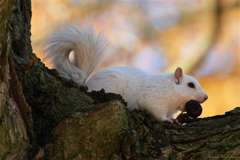 A Mouthful | A White Squirrel with a walnut. Exeter, Ontario… | Flickr