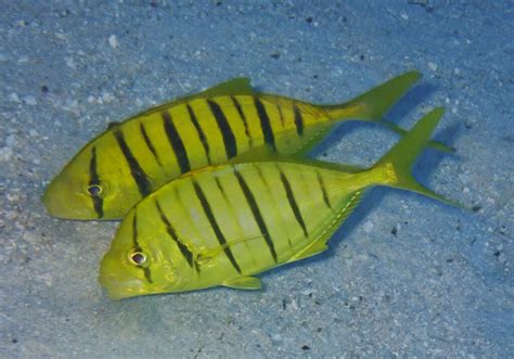 Golden Trevally (Gnathanodon speciosus) - Bali Wildlife