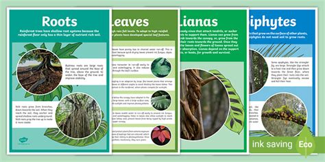 What Plants Grow in the Rainforest - Adaptations Posters