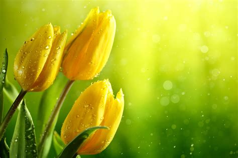 Radiant Yellow Tulips in Bokeh - 4K Ultra HD Wallpaper