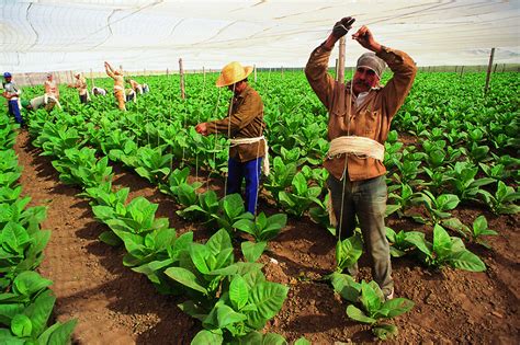 How is Cuban tobacco grown? Habanos cigars