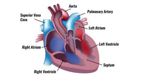 The Human Heart - Anatomy & Passage Of Blood - TeachPE.com