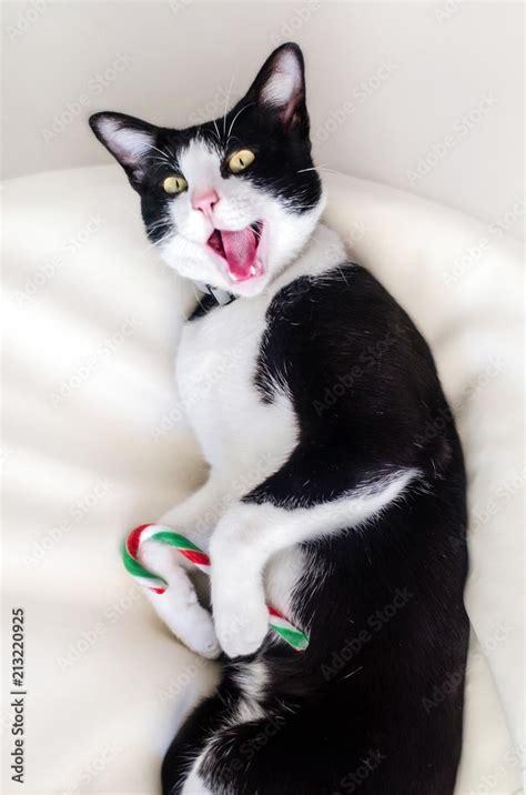 Cute smiling tuxedo cat with funny face with christmas candy cane Stock ...