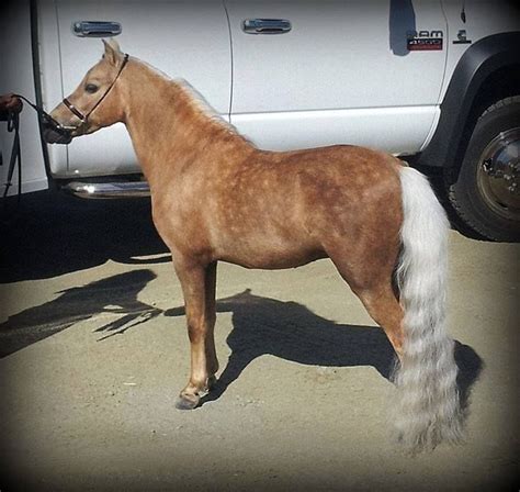 Dappled Palomino Miniature | Miniature horse, Mini horse, Horses