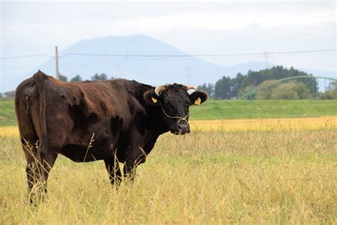 Beef Shorthorn Cattle Breed: Facts, Pictures, Uses, Origins ...