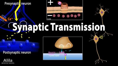 Neuron Synapse Animation