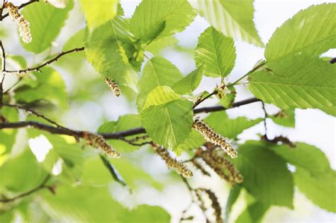 Black Alder Tree Facts - Learn About Uses For Black Alder Trees In ...