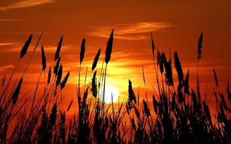 Grass Silhouette Sunset Free Stock Photo - Public Domain Pictures