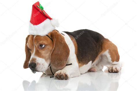 Christmas beagle — Stock Photo © andreasgradin #7963097