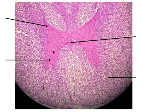 Medulla Spinalis Histology