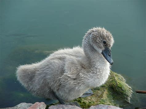 Little Swan by Alisa002 on DeviantArt