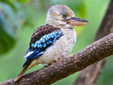 ledňák kukabura - eBird