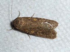 Category:Spodoptera exigua - Wikimedia Commons