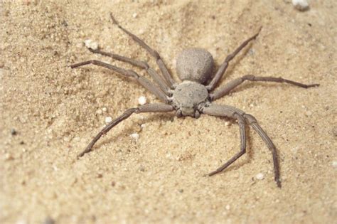 Sicarius Hahni: Six-eyed Sand Spider Burying Herself - Go Science Girls