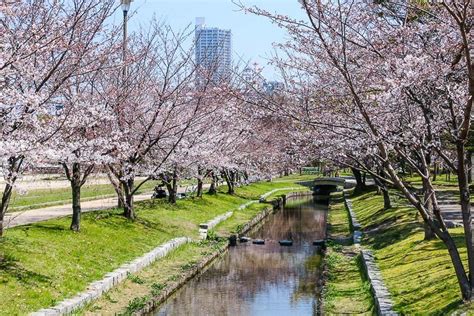 Cherry Blossom Reports 2017 - Hiroshima: Blossoms Opening