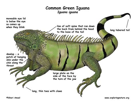 Iguana (Common Green)