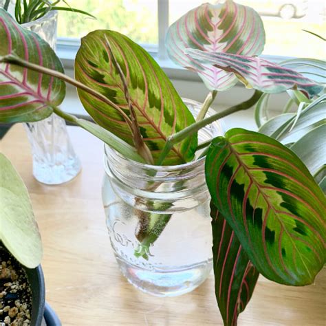 5 Easy Plants to Propagate and How to Do It | Sprouts and Stems