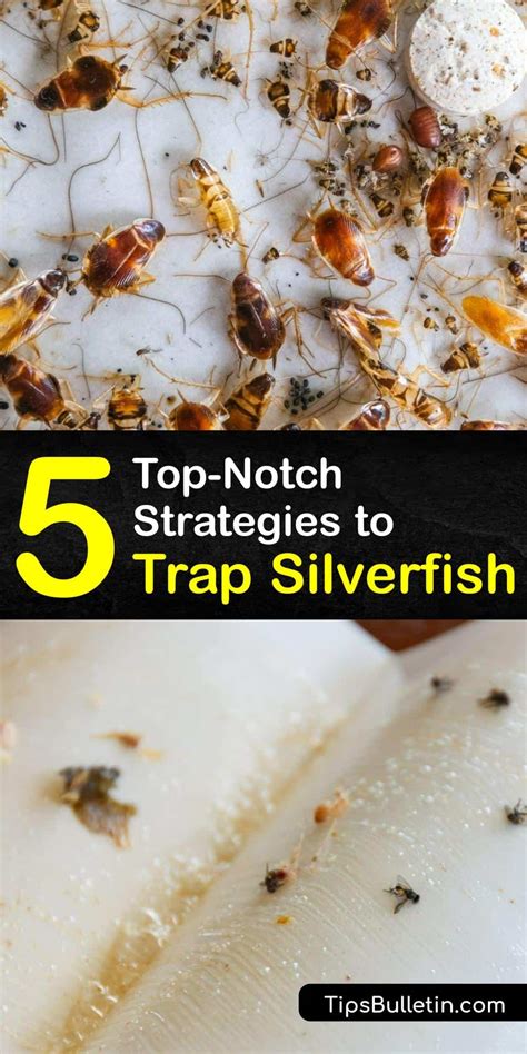 Natural Bug Control - Easy DIY Silverfish Traps