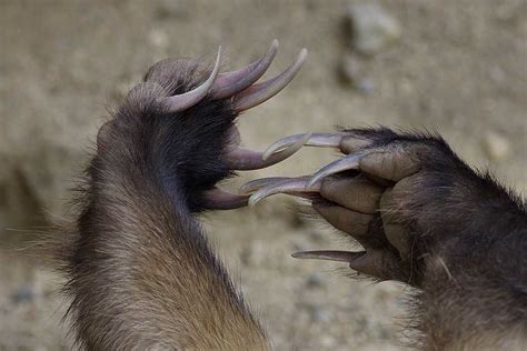 About American Badger - Behavior, Diet, Characteristics, & Facts