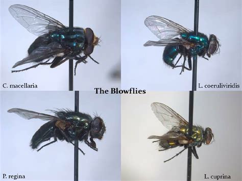 Blow fly species appearing at pig carcass. | Download Scientific Diagram