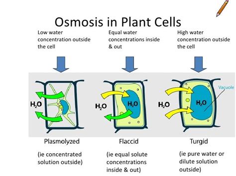 Osmosis 1