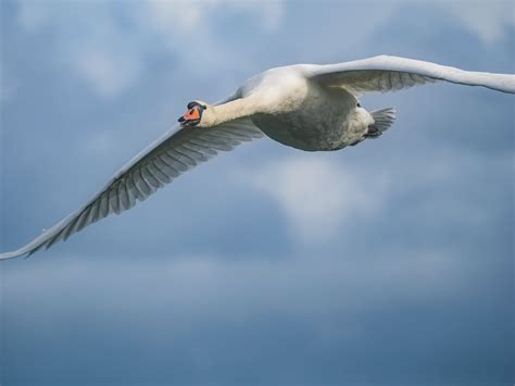 Ray Turner on Twitter: "Few more from the day on Avalon Marshes. https ...