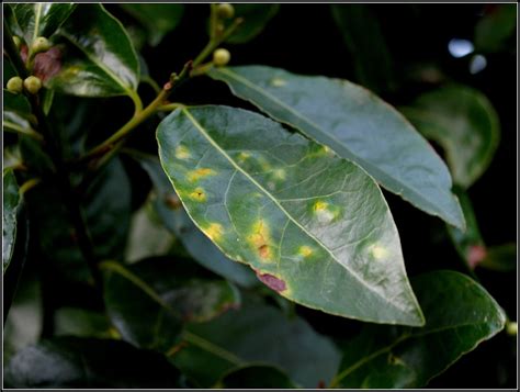 Bay Laurel Plant Diseases