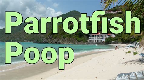 White sand beach? That's Parrot fish Poop! - YouTube